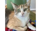 Adopt Cowgirl a Calico or Dilute Calico Domestic Shorthair / Mixed cat in