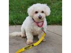 Adopt Kelly a White - with Tan, Yellow or Fawn Poodle (Miniature) / Mixed Breed