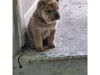 Chinese Shar-Pei Puppy for sale in Uhrichsville, OH, USA