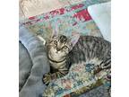 Adopt Asher a Domestic Shorthair / Mixed (short coat) cat in Columbus