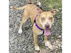 Adopt Ella Mae a Tan/Yellow/Fawn Mixed Breed (Large) / Mixed dog in Asheville