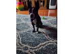 Adopt Izzy a Black - with White Boston Terrier / Mixed dog in Houma