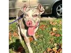 Adopt Lemon Drop a White - with Tan, Yellow or Fawn Great Dane / Mixed dog in