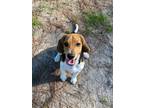 Adopt Stanley a Tricolor (Tan/Brown & Black & White) Beagle / Mixed dog in