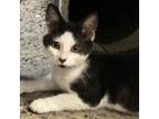 Adopt Bacon a White Domestic Shorthair / Mixed cat in Blasdell, NY (39064645)
