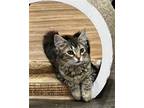 Adopt Ashera a Brown Tabby Domestic Longhair / Mixed cat in Cincinnati