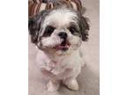 Adopt Miss E a Gray/Silver/Salt & Pepper - with White Shih Tzu / Mixed dog in