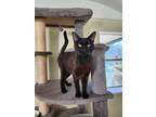 Adopt Suzsett a Black (Mostly) Domestic Shorthair (short coat) cat in Umatilla