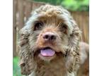 Adopt Rosie a Cocker Spaniel / Mixed dog in Newington, VA (39156850)