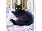 Adopt Peeta a Domestic Shorthair / Mixed cat in Oceanside, CA (38982911)