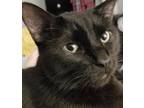 Adopt Jinxy a All Black Domestic Shorthair / Mixed (short coat) cat in Belton