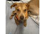 Adopt Honey Bear a Shar-Pei, Coonhound