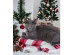 Adopt Skylar a Gray or Blue (Mostly) Russian Blue / Mixed (short coat) cat in