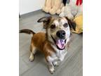 Adopt Valerie a Collie / Mixed dog in LAFAYETTE, LA (38967921)