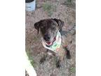 Adopt Hope a Terrier (Unknown Type, Medium) / Mixed dog in Abbeville