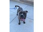 Adopt Daffy Duck a Gray/Silver/Salt & Pepper - with White Pit Bull Terrier /