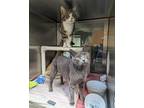 Adopt Blossom & Bubbles a Gray or Blue (Mostly) Domestic Shorthair / Mixed