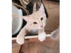 Adopt Davis a Orange or Red Tabby Tabby (short coat) cat in Woodland