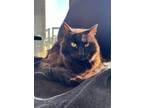 Adopt Vinnie a All Black Domestic Longhair / Mixed cat in Battle Ground