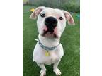 Adopt Kahlua IV 39 a White American Pit Bull Terrier / Mixed dog in Cleveland