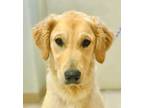 Adopt Ellie a Golden Retriever / Mixed dog in Osage Beach, MO (39030186)