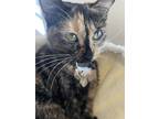 Adopt Hollow a Tortoiseshell Domestic Shorthair (short coat) cat in Apple