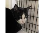 Adopt Maggs a Domestic Short Hair