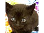 Adopt Portia a Domestic Short Hair