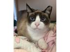Adopt Kaja a Domestic Shorthair / Mixed cat in Mipiltas, CA (39023214)