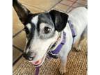 Adopt Bailey a Jack Russell Terrier