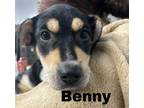 Adopt Benny ADOPTION PENDING a Black - with Tan, Yellow or Fawn Hound (Unknown