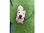 Adopt Mandy the Toy Lover a White American Pit Bull Terrier dog in Twin Falls