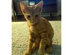 Adopt Spaghetti a Orange or Red Domestic Shorthair / Mixed (short coat) cat in
