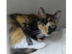 Adopt Darcy a Calico or Dilute Calico Domestic Shorthair / Mixed (short coat)