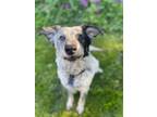 Adopt Abe a Gray/Blue/Silver/Salt & Pepper Mixed Breed (Medium) / Mixed dog in