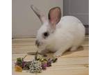 Adopt Dopey a Dwarf / Mixed rabbit in Maple Ridge, BC (39070571)