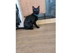 Adopt Seth a All Black Domestic Shorthair / Mixed (short coat) cat in Trenton