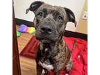 Adopt Harper a Brown/Chocolate Mastiff / Mixed dog in Merriam, KS (39055171)