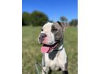 Adopt Tato a White American Staffordshire Terrier / Mixed dog in Danville
