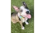 Adopt Ava a Tan/Yellow/Fawn American Pit Bull Terrier / Mixed dog in Malvern