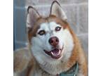 Adopt Garnet a Red/Golden/Orange/Chestnut Mixed Breed (Large) / Mixed dog in