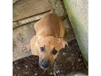 Adopt Redhorse a Labrador Retriever / Mixed dog in Delaware, OH (39047849)