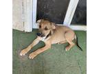 Adopt Shiner a Mixed Breed (Medium) / Mixed dog in Delaware, OH (39047848)