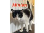 Adopt Minion a Black & White or Tuxedo Domestic Shorthair (short coat) cat in