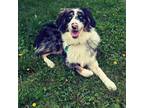 Adopt Willow a Merle Australian Shepherd / Mixed dog in Minneapolis