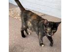 Adopt Athena [CP] a Tortoiseshell Domestic Shorthair / Mixed (short coat) cat in