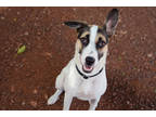 Adopt Rylee a White Terrier (Unknown Type, Small) / Mixed dog in Sedona