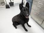 Adopt Artemis 1201-23 a Black German Shepherd Dog / Mixed dog in Cumming
