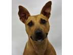 Adopt Roux a Tan/Yellow/Fawn American Pit Bull Terrier / Mixed dog in Detroit