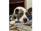 Adopt Flint 1213-23 a Gray/Blue/Silver/Salt & Pepper American Pit Bull Terrier /
